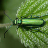 Helios Cantharis 30c 100's