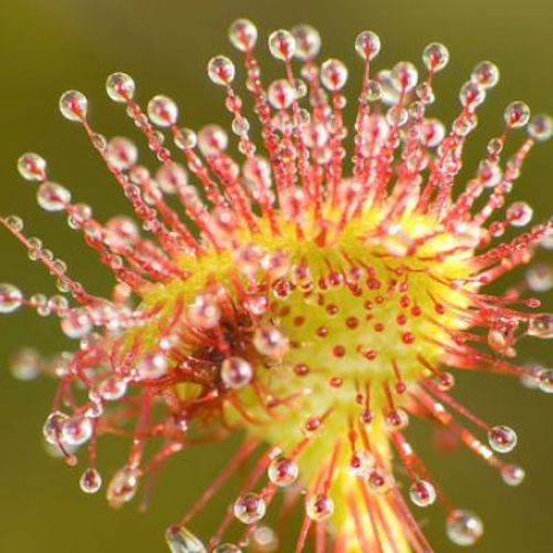 Helios Drosera 30c 100's