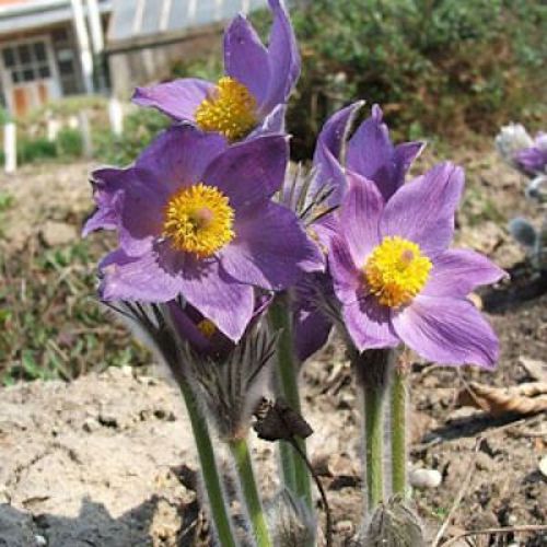 Helios Pulsatilla 30c 100's