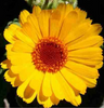 Helios Calendula officinalis 30c 100's