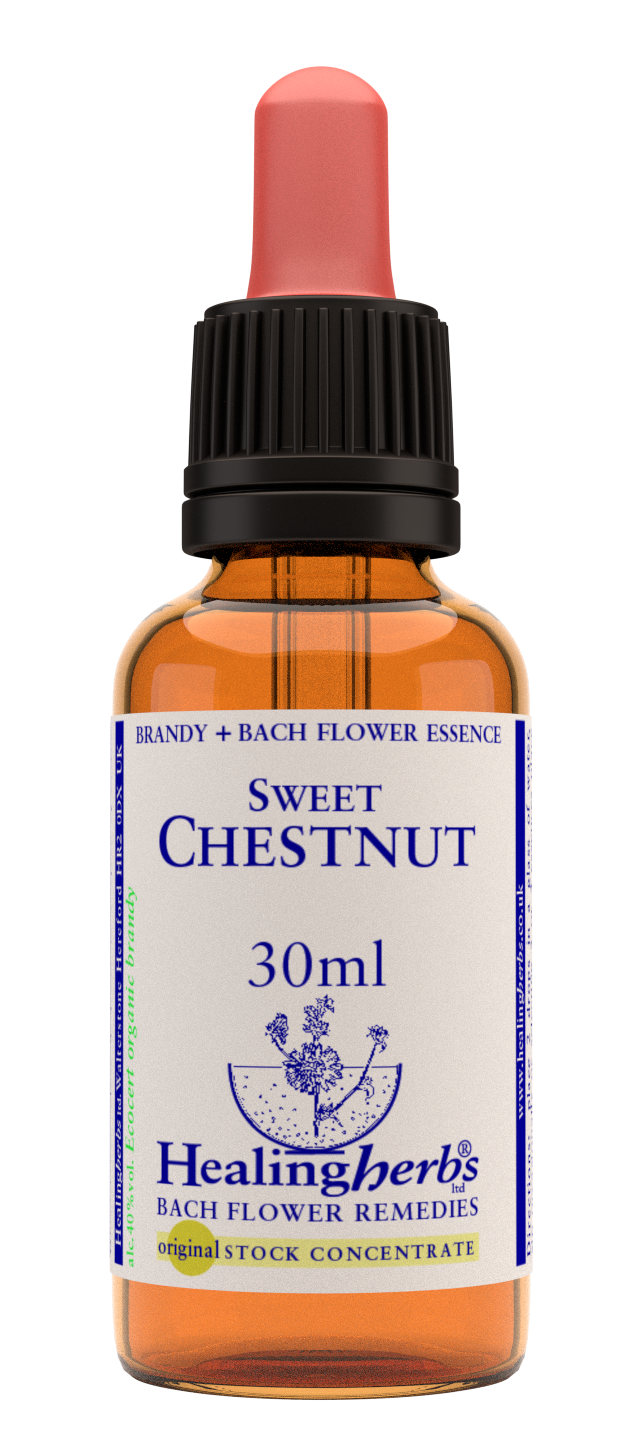 Healing Herbs Ltd Sweet Chestnut