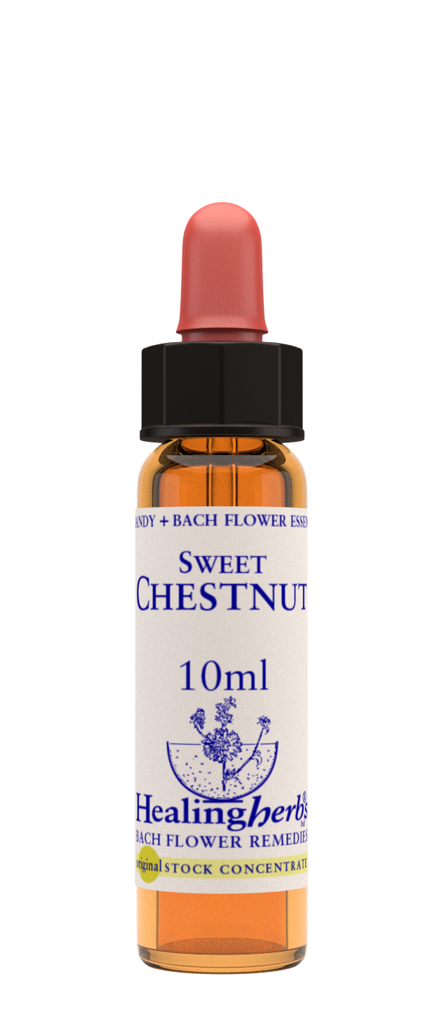 Healing Herbs Ltd Sweet Chestnut
