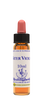 Healing Herbs Ltd Water Violet